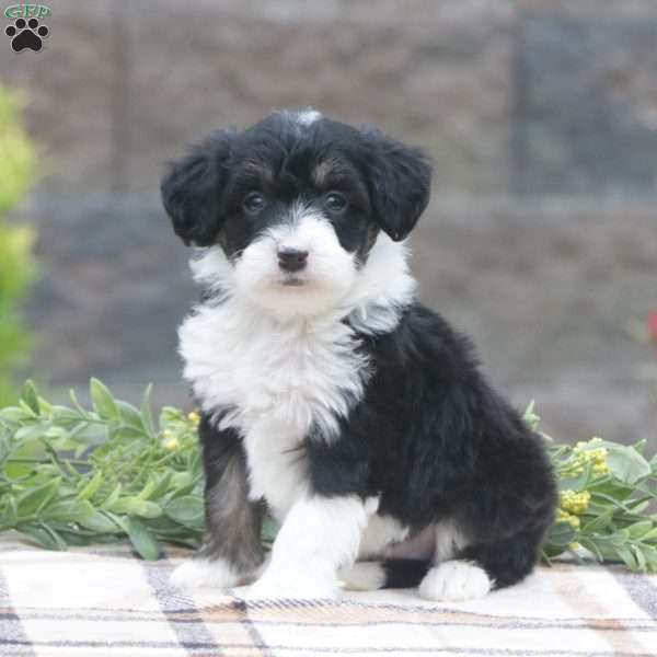 Allie, Mini Sheepadoodle Puppy